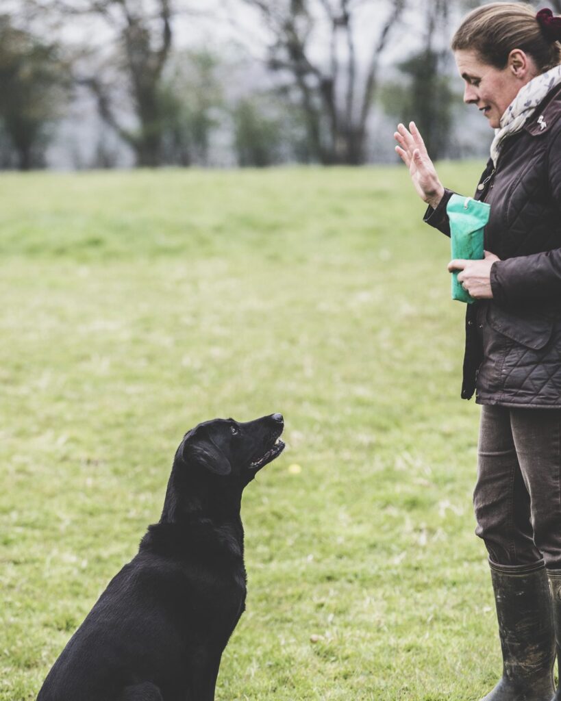 A trainer and a young dog practising a sit on a grass field